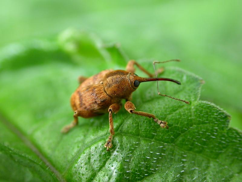 Weevil - big brown.JPG